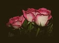My roses 1